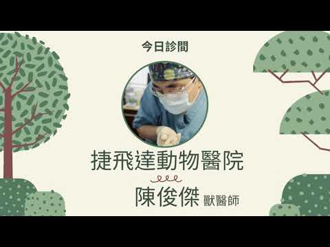【捷飛達動物醫院】今日診間｜倉鼠的腳腳 ｜膿腫