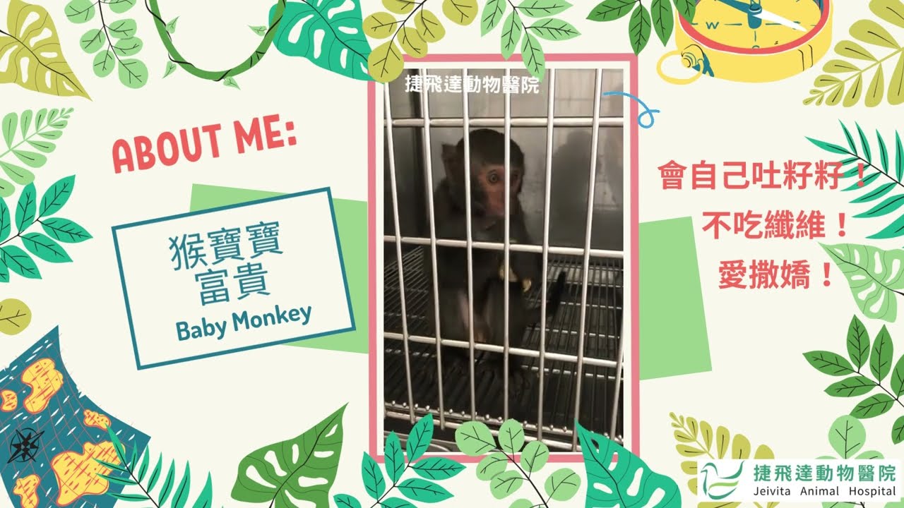 【捷飛達動物醫院】今日診間｜Baby寵物｜猴寶寶｜