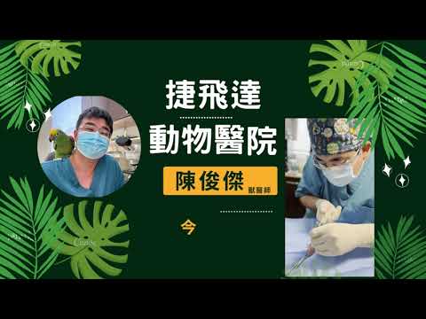 【捷飛達動物醫院】今日診間｜鸚鵡骨折｜骨折外固定｜
